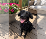 Small Bearded Collie-Labrador Retriever Mix