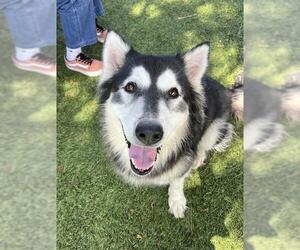 Siberian Husky Dogs for adoption in Downey, CA, USA