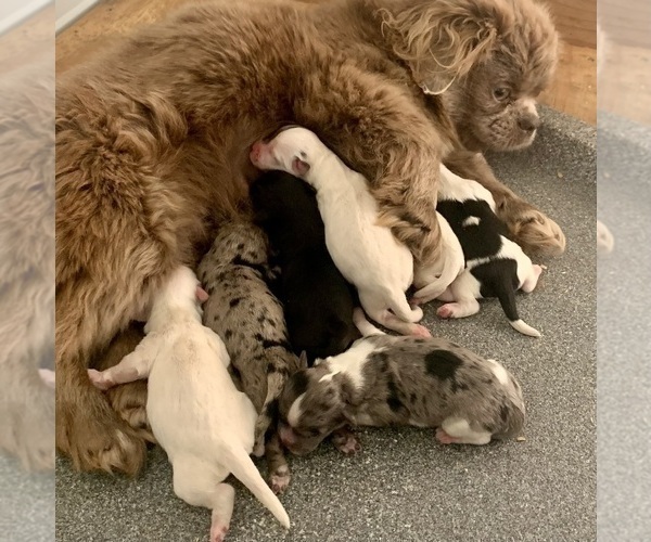 Medium Photo #1 ShihPoo Puppy For Sale in CLARE, MI, USA