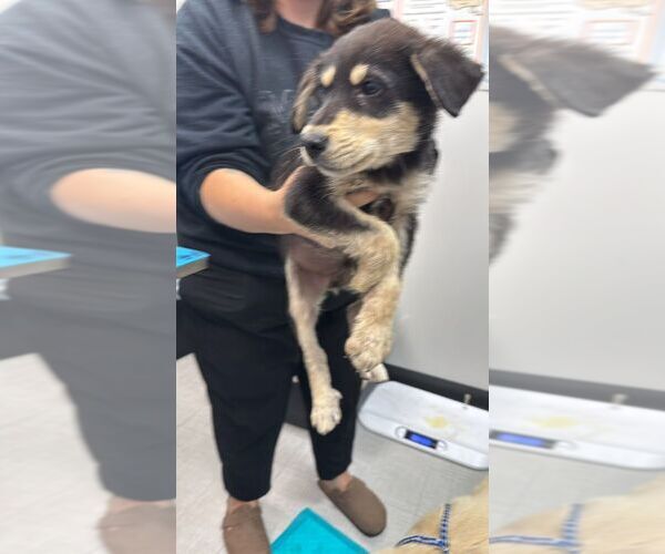 Medium Photo #1 Mutt Puppy For Sale in Calgary, Alberta, Canada