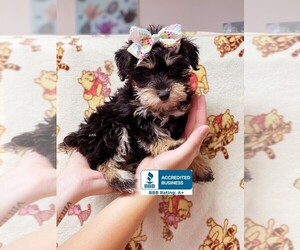 Schnoodle (Miniature) Puppy for sale in WINNSBORO, LA, USA