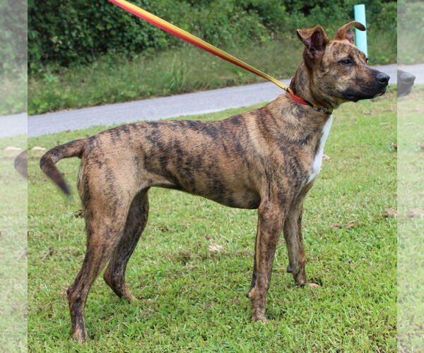 Medium Photo #4 Black Mouth Cur-Unknown Mix Puppy For Sale in Prattville, AL, USA
