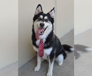 Medium Huskies  Mix