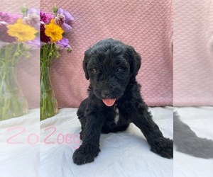 Goldendoodle Puppy for sale in CAPON BRIDGE, WV, USA