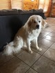 Small Photo #1 Great Pyrenees-Unknown Mix Puppy For Sale in MOSCOW, ME, USA