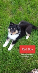 Collie Puppy for sale in APPLEBY, SD, USA