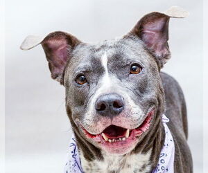 Catahoula Leopard Dog-Unknown Mix Dogs for adoption in Sanford, FL, USA