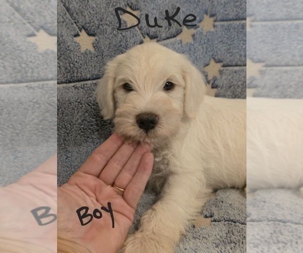 Medium Photo #27 Chizer Puppy For Sale in MONTEZUMA, GA, USA