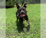 Small #4 Boxer Mix