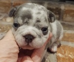 Puppy 0 French Bulldog
