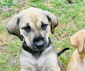 Black Mouth Cur-Catahoula Leopard Dog Mix Puppy for sale in PALMER, AK, USA