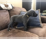 Small Photo #8 Great Dane Puppy For Sale in SALINAS, CA, USA