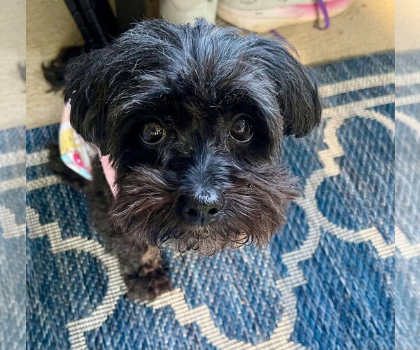 Medium Photo #6 ShihPoo Puppy For Sale in Arlington, VA, USA
