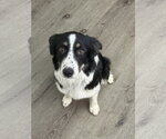 Small Australian Shepherd