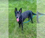 Small #3 German Shepherd Dog
