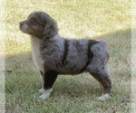 Small Photo #6 Miniature Australian Shepherd Puppy For Sale in DUNCAN, OK, USA