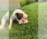 Small #2 Bulldog Mix