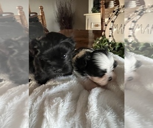 Shih Tzu Puppy for sale in COLUMBIA, KY, USA