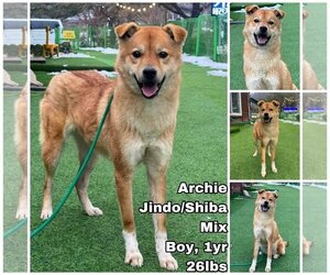 Shiba Inu-Unknown Mix Dogs for adoption in Seattle, WA, USA