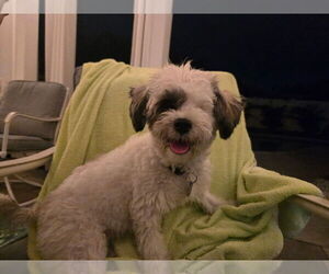 Maltipoo (Miniature) Dogs for adoption in Plantation, FL, USA