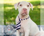 Small #16 Staffordshire Bull Terrier Mix