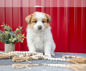 Medium Australian Shepherd