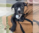 Small American Pit Bull Terrier Mix