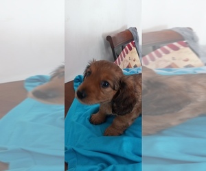 Dachshund Puppy for sale in DES MOINES, IA, USA