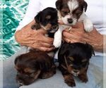 Small Photo #3 Yorkshire Terrier Puppy For Sale in GREEN VALLEY, AZ, USA
