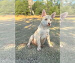 Small #2 German Shepherd Dog Mix