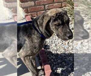 Mutt Dogs for adoption in HESPERIA, CA, USA