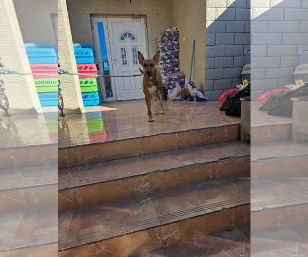 Medium Photo #46 Black Mouth Cur-Unknown Mix Puppy For Sale in Sebec, ME, USA