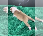 Small Photo #54 Boston Terrier Puppy For Sale in TULARE, CA, USA