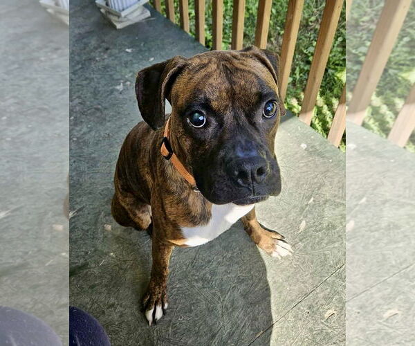 Medium Photo #1 Boxer Puppy For Sale in Dumont, NJ, USA