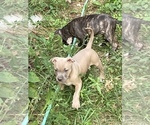 Small #1 American Pit Bull Terrier-Bullypit Mix
