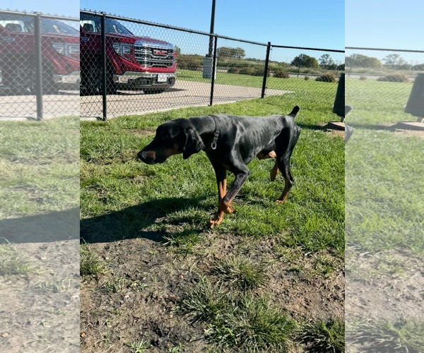 Medium Photo #14 Doberman Pinscher Puppy For Sale in Buffalo, MN, USA