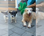 Small #2 Chihuahua Mix