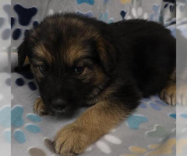 Medium Photo #1 Mutt Puppy For Sale in Thief River Falls, MN, USA