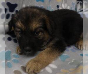 Mutt Dogs for adoption in Thief River Falls, MN, USA