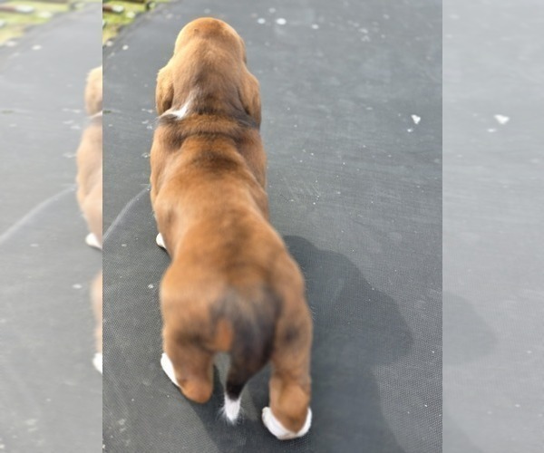 Medium Photo #60 Basset Hound Puppy For Sale in GREENLEAF, WI, USA