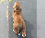 Small Photo #60 Basset Hound Puppy For Sale in GREENLEAF, WI, USA