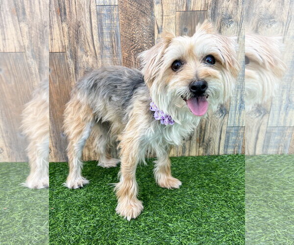 Medium Photo #1 Mutt Puppy For Sale in Corona, CA, USA