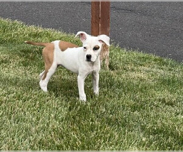Medium Photo #5 Boxer-Unknown Mix Puppy For Sale in Doylestown, PA, USA