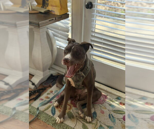 Medium Photo #2 Mutt Puppy For Sale in Greensboro, NC, USA