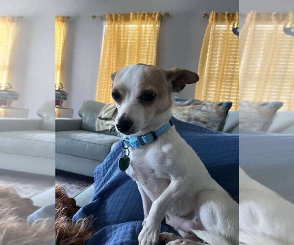 Medium Photo #2 Chiweenie Puppy For Sale in Springdale, PA, USA