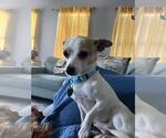 Small #1 Chiweenie