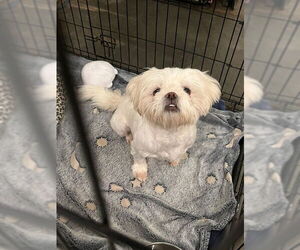 Lhasa Apso Dogs for adoption in Minneapolis, MN, USA