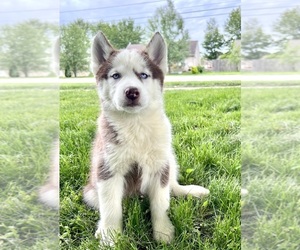 Siberian Husky Puppy for sale in GREENFIELD, IN, USA
