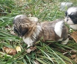 Small Photo #3 Shih Tzu Puppy For Sale in AKRON, OH, USA