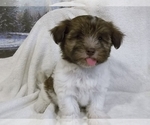 Small Photo #6 Havanese Puppy For Sale in WEST CONCORD, MN, USA